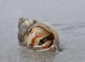 gewone heremietkreeft (pagurus bernhardus) 2851